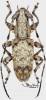 Acmocera conjux conjux