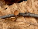 Rutstroemia bolaris