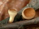 Rutstroemia bolaris