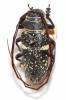 Zographus aulicus