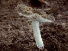 Pluteus thomsonii