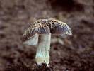 Pluteus thomsonii
