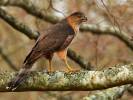 Accipiter cooperii