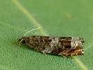 Ancylis achatana