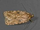 Agonopterix arenella - Brindled Flat-body
