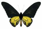 Troides aeacus aeacus