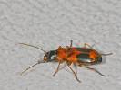 Badister unipustulatus