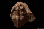 Odontochile hausmanni
