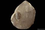 Conoparia convexum