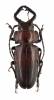 Notophysis forcipata