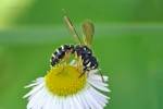 Cerceris quinquefasciata - uzlatka pětipásá