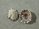 Siphonaria hispida