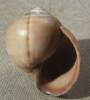 Pomacea columellaris