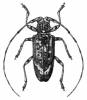Eudihammus granulatus