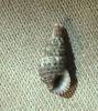 Cerithium galapaginis