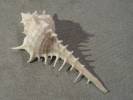 Murex occa