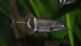 Gnathonemus petersii - Peters' Elephantnose Fish