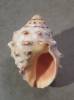 Mancinella alouina