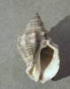 Indothais malayensis