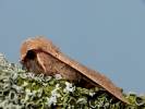 Orthosia cerasi - jarnice lipová