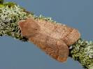Orthosia cerasi - jarnice lipová