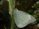Appias libythea