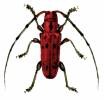 Eupromus ruber