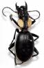 Anthia thoracica thoracica