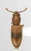 Monanus concinnulus