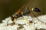 Sceliphron asiaticum asiaticum