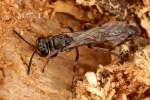 Trypoxylon clavicerum