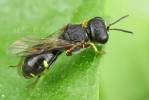 Ectemnius rubicola
