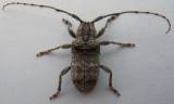Ecyrus arcuatus