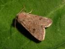 Orthosia cruda - jarnice menší