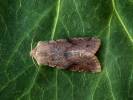 Orthosia incerta - jarnice březnová