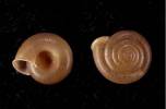 Aegista platyomphala