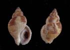 Buccinum kawamurai