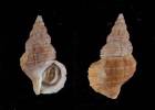 Buccinum ochotense