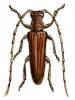 Philus antennatus