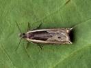 Ancylis apicella