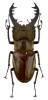 Lucanus maculifemoratus