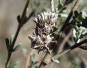 Amephana aurita