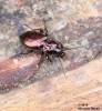 Pterostichus burmeisteri burmeisteri