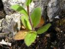 Arabis auriculata - huseník ouškatý