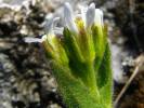 Arabis auriculata - huseník ouškatý