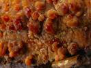Peniophora laeta