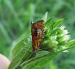 Olethreutes arcuella - obaleč zdobený