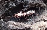 Pterostichus pilosus pilosus