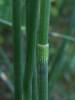 Equisetum × moorei - přeslička Mooreova