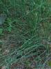 Equisetum × moorei - přeslička Mooreova
